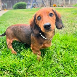 Dachshund All Grown Up from East Coco Mini Dachshunds