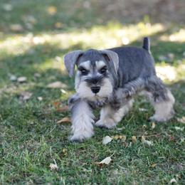 Miniature Schnauzer Puppies from Snowflake Schnauzers