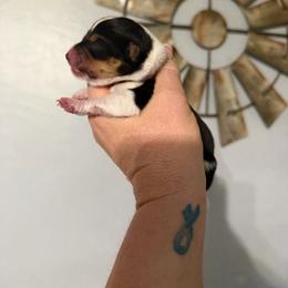 Fallon - Black and tan female American Corgi puppy in Post Falls, Idaho from Splootin’ around Corgi’s