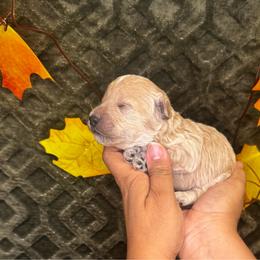 Earth Angel - Cream male Poodle puppy in Hemet, California from Vallevistadoodles