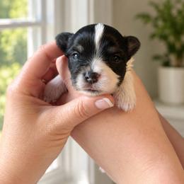 Boy 2 - Dark Blue - Parti male Yorkshire Terrier puppy in Phil Campbell, Alabama from MagnoliaYorkies