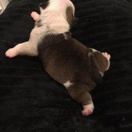 Capone Light Blue - Red and white male Bulldog puppy in Laurel, Montana from Bull Mountain Bulldogs