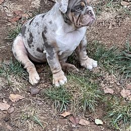 Bulldog Puppies from Bougie Bullies & Birds LLC