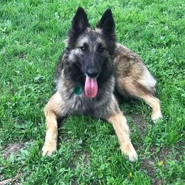 Deja - Belgian Tervuren