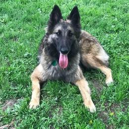 Deja - Belgian Tervuren