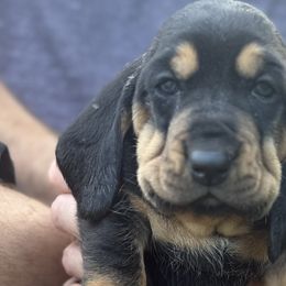 Basset Hounds from Jenna Kuegel