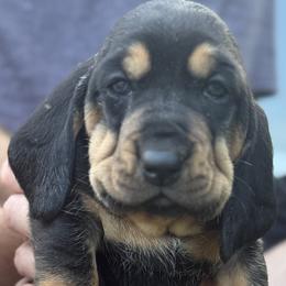 Basset Hounds from Jenna Kuegel