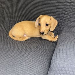 Rex - Red male Dachshund puppy in Buckeye, Arizona from AZ Dachshund Proud
