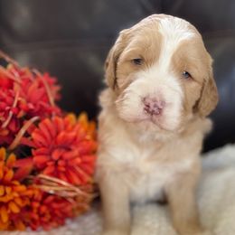 Goldendoodle Puppies from Circle N Farms