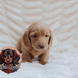 Dachshund Puppies from Little Loves