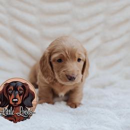 Dachshund Puppies from Little Loves