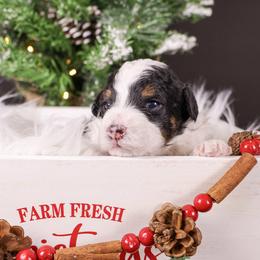 Girl 3 - Tri-color female Bernedoodle puppy in Lehi, Utah from Heart J Bernedoodles