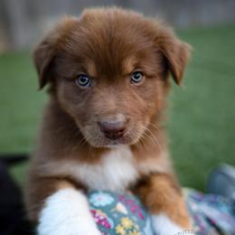 Rooster - Red tri-color male Australian Shepherd puppy in Buena Vista, Colorado from Wigglebutts Unlimited