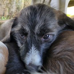 Andy - Black and white male Assorted Doodle Crosses puppy in Blackfoot, Idaho from Lucky Pup Meadows