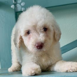 Miss Marvel - Cream female Goldendoodle puppy in Pensacola, Florida from Goldendoodles Love You in Pensacola Friend Edition