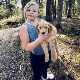 Goldendoodle Puppies from Copper Doodle Tails