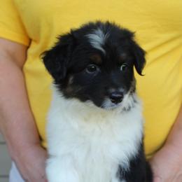 Emily - Black tri-color female Australian Shepherd puppy in Hammond, Louisiana from Gold Ring Australian Shepherds