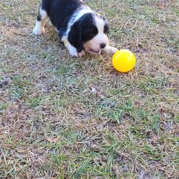 English Springer Spaniel Puppies from Savannah River Springers