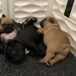 French Bulldog Puppies from Timeless French Bulldogs