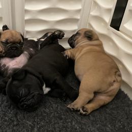 French Bulldog Puppies from Timeless French Bulldogs