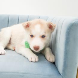 Siberian Husky Puppies from HuskiesWithFinesse