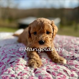 April - Red female Cavapoo puppy in Kansas from Marigold Pups