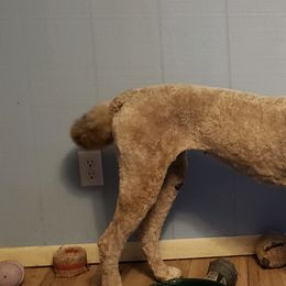 Poodles from Sandcastle Standard Poodles