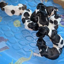 Girl 2 - Black and white female German Shorthaired Pointer puppy in Appleton, Wisconsin from Kay Quaintance's German Shorthaired Pointers