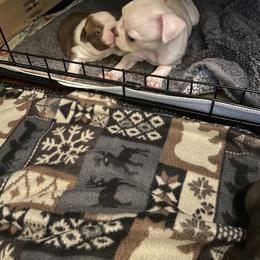 Boston Terrier Puppies from Angie's Little Bostons