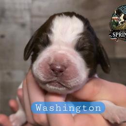 Washington - Liver white and roan male English Springer Spaniel puppy in Ocoee, Tennessee from Ocoee Mountain Springers