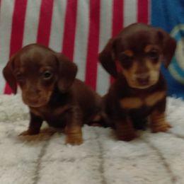 Dachshunds from Comanche Dachshunds