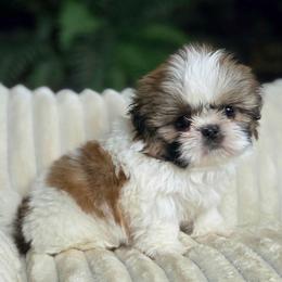Whiskey - Tricolor male Shih Tzu puppy in Smithville, Georgia from The Luckie Puppy