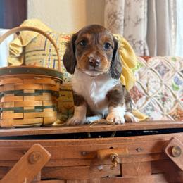 Flora - Piebald female Dachshund puppy in Cabool, Missouri from Hidden Valley Farms