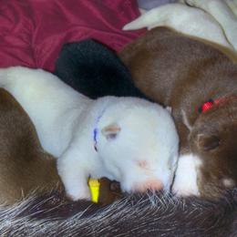Siberian Huskies from Siberian Huskies of Tampa Bay