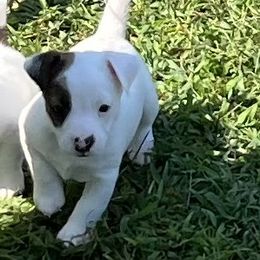 Stoney - White and tan male Russell Terrier puppy in London, Kentucky from Norvell Kennels