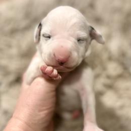 Polar - White and black female Dalmatian puppy in Travelers Rest, South Carolina from Cotton Top