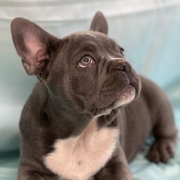 French Bulldogs from Michelle Cassidy's French Bulldogs