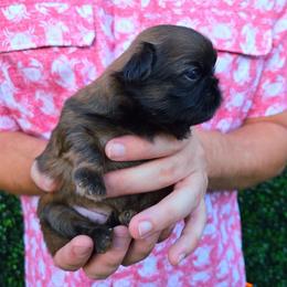 Paisley - Brindle female Shih Tzu puppy in Richmond, Texas from Aleka Shih Tzu