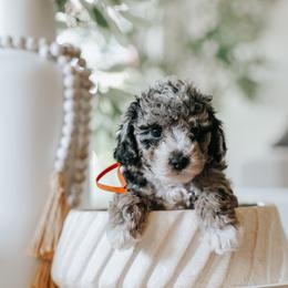 Orange Boy F1B Mini Goldendoodle - Merle male Goldendoodle puppy in Mckinney, Texas from Doodles of North Tx