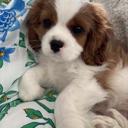 Cavalier King Charles Spaniel Puppies from Farmhouse Cavaliers NC