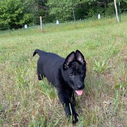 German Shepherd Puppies from Mcintire German Shepherds