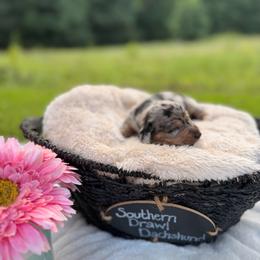 Brinslee - Dapple female Dachshund puppy in Colbert, Georgia from Southern Drawl Dachshunds