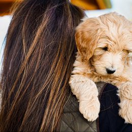 Goldendoodle Puppies from Denver Doodles