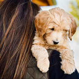 Goldendoodle Puppies from Denver Doodles