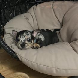 Chihuahua Puppies from Tulum Chihuahuas