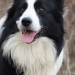 Border Collies from Crooked Creek Border Collies
