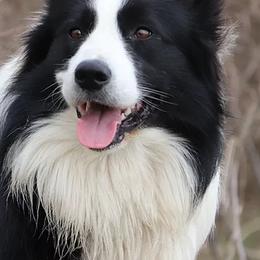 Border Collies from Crooked Creek Border Collies