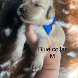 Blue collar - Golden male Golden Retriever puppy in Jesup, Georgia from Painted Platinum Retrievers (Painted Platinum Kennel) PPK