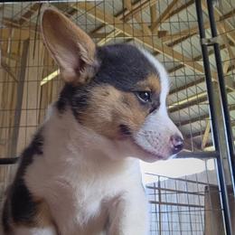 Ruger - Black and tan male Pembroke Welsh Corgi puppy in Ethridge, Tennessee from Liberty Hill Farm