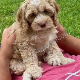 Cockapoo Puppies from Cano Cockapoos